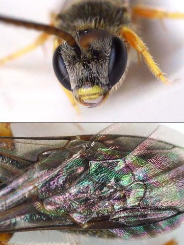 Seladonia tumulorum